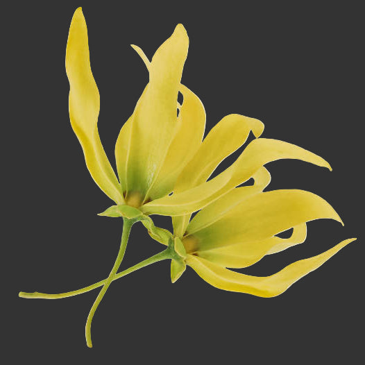 Moheli Ylang -Body & Hair Mists