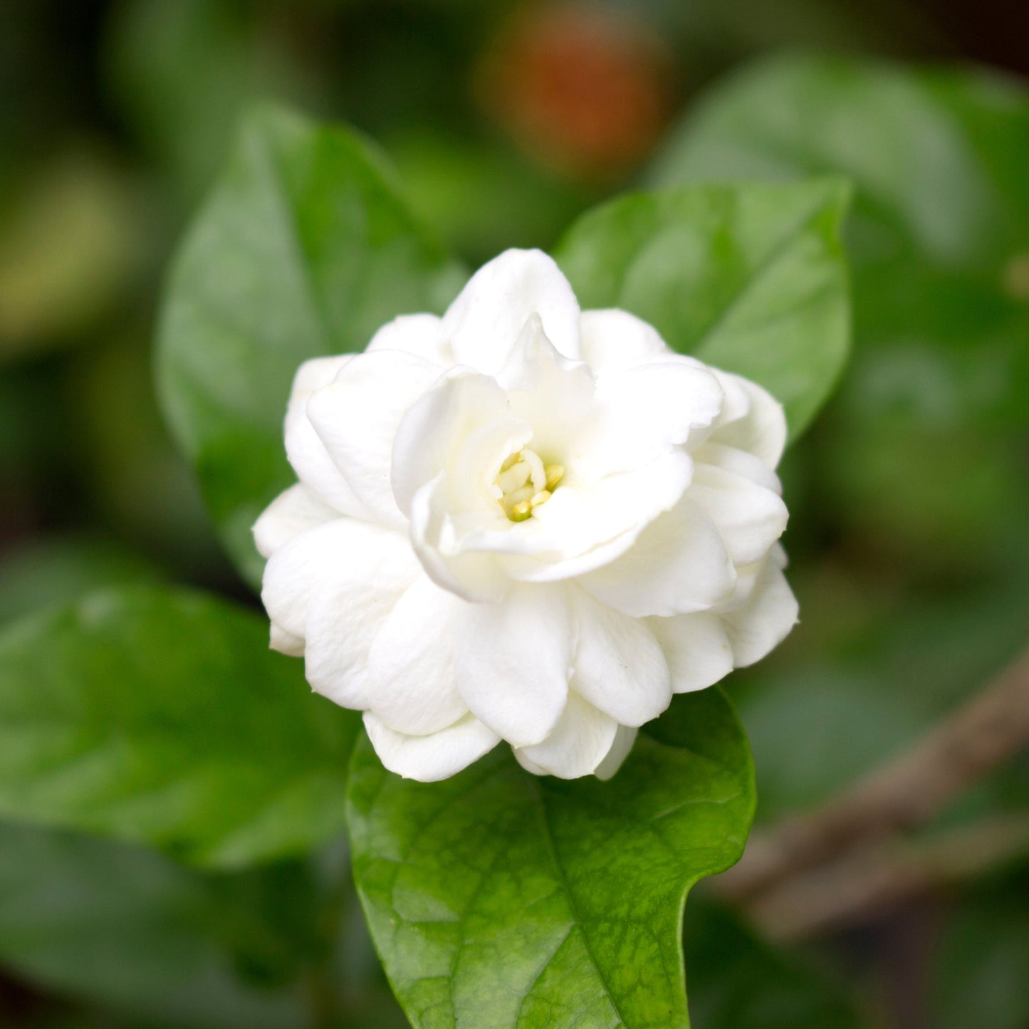 Sambac Whisper - Perfume