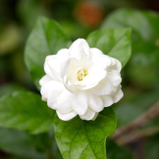 Sambac Whisper - Perfume